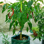 6 Pockets 26L / 7 Gallon Non-woven Felt Strawberry Planting Bag, Size: 30X35cm, Size: 30X35cm