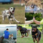 PULUZ Hound Dog Fetch Harness Adjustable Chest Strap Mount for GoPro, Insta360, DJI and Other Action Cameras, Dog Chest Strap